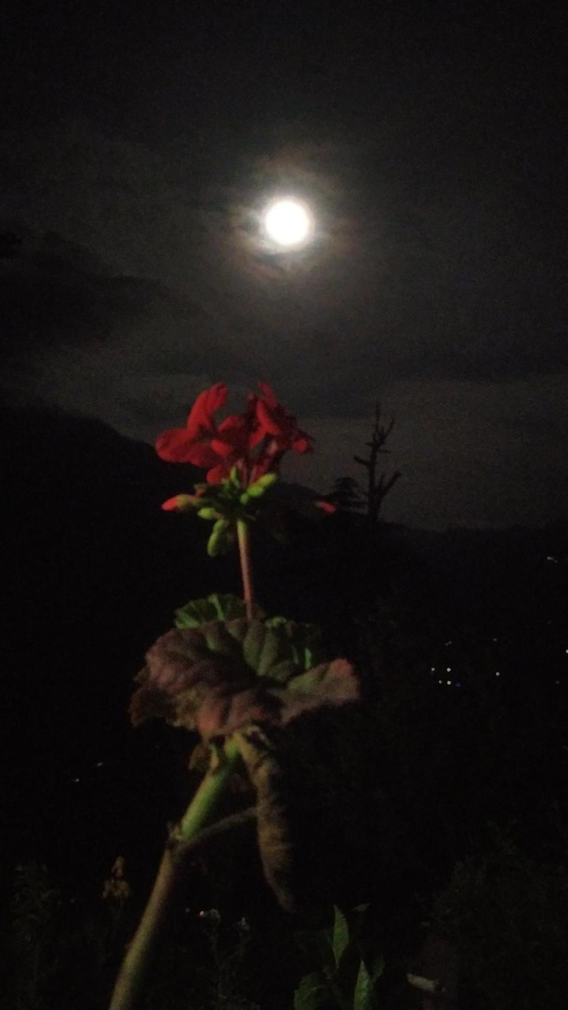 Mountain Eyrie Hotel Banjar Bagian luar foto